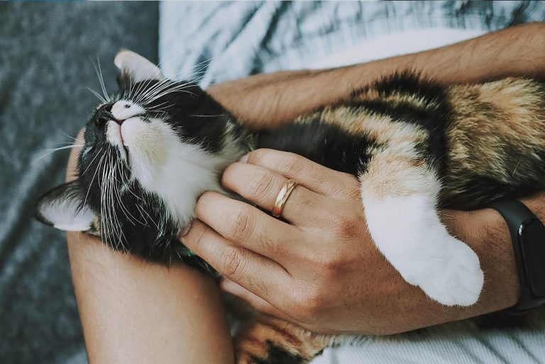 Soins énergétiques pour les animaux
