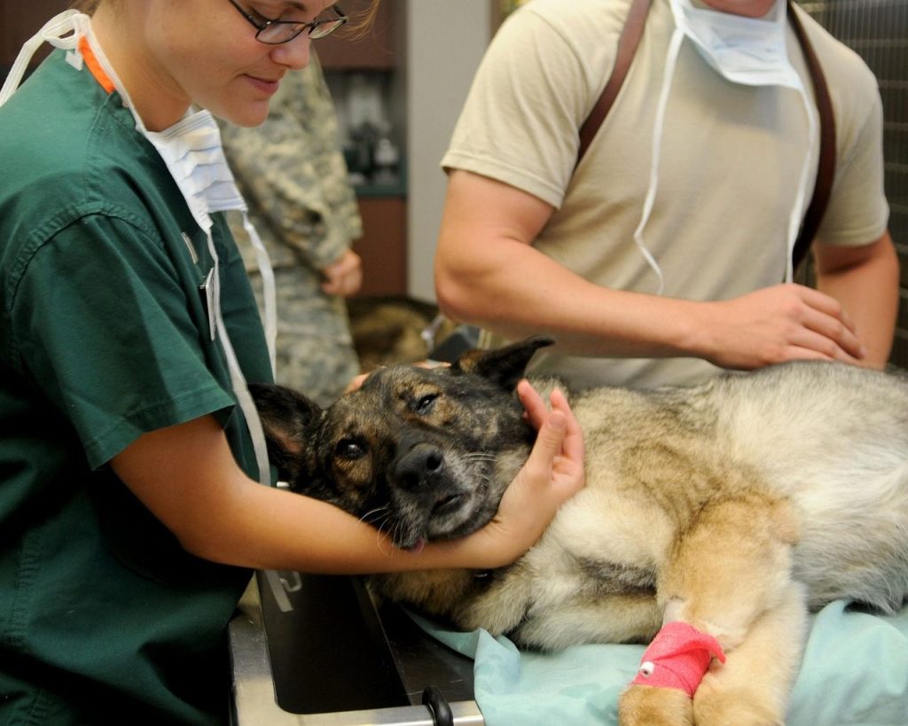 soins énergétiques animaliers