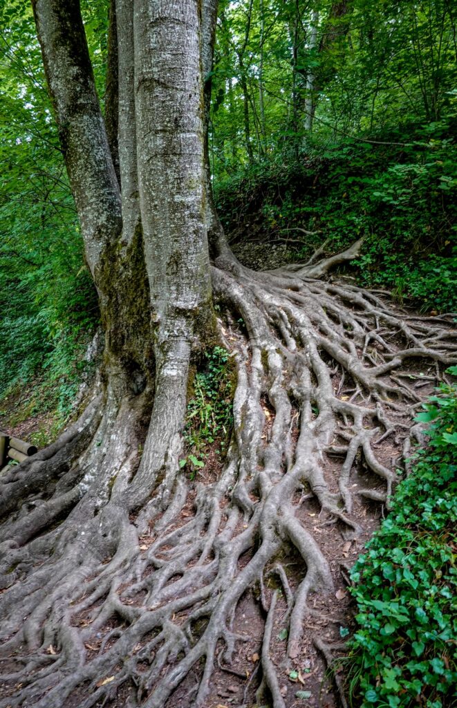 Racines d'arbres entrelacées dans une forêt, symbolisant les connexions et l'approche globale