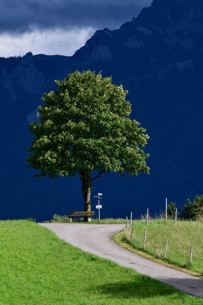 Arbre solitaire au bord d'un chemin de montagne, symbolisant une approche unique et personnalisée
