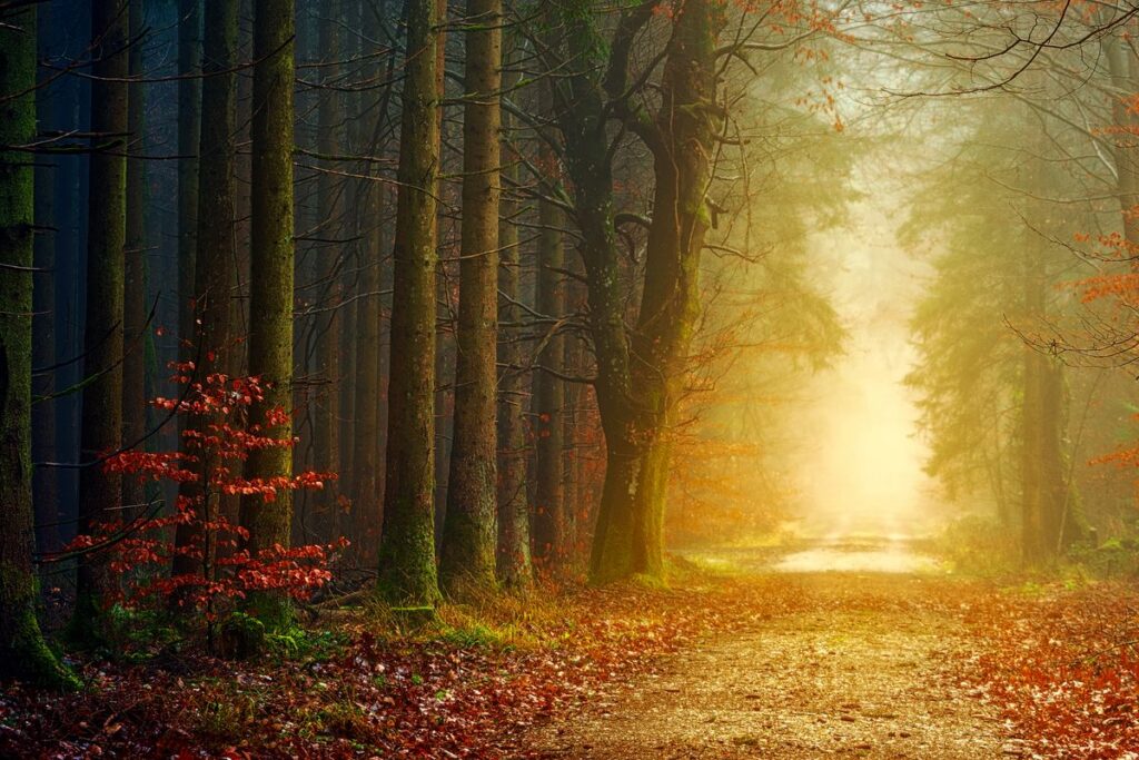Chemin forestier illuminé par le soleil levant, transition vers le bien-être et la liberté